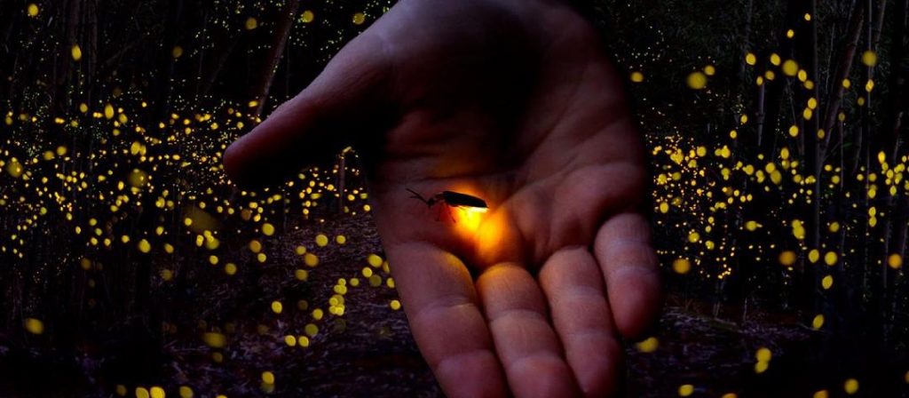 Declaran a las Luciérnagas en peligro de extinción en todo el mundo