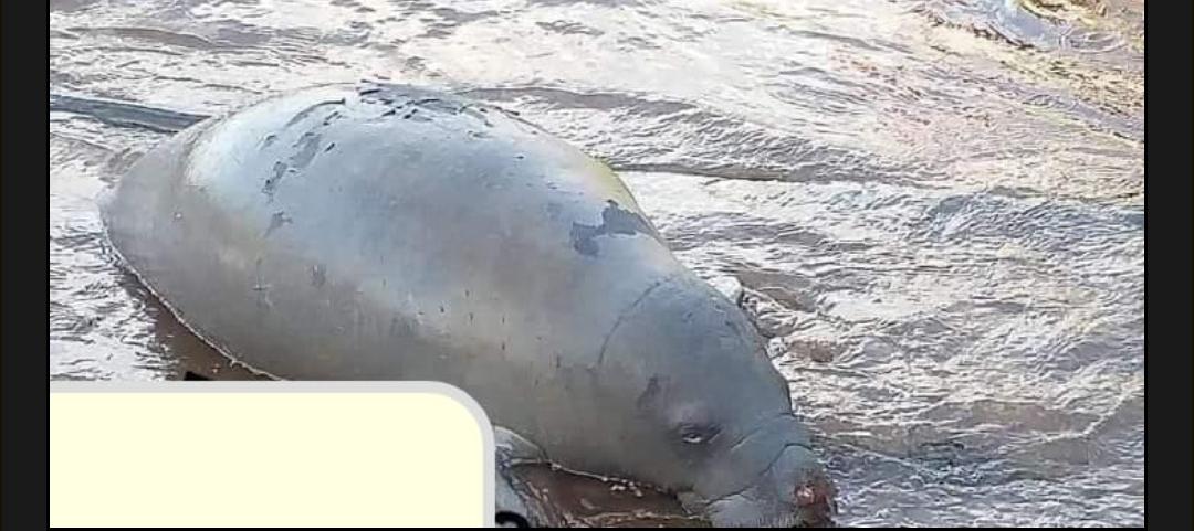 Encuentran Manatí en Rio Dulce