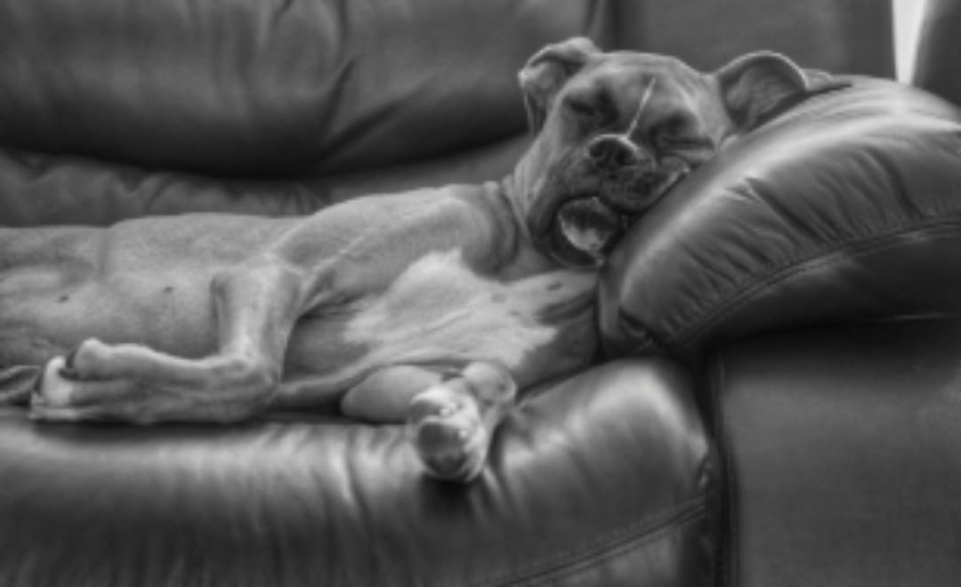 Según la ciencia estos serían los sueños más comunes de los perros