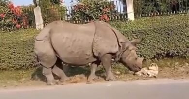 Rinoceronte tiene un encuentro con firulais y todo quedo grabado
