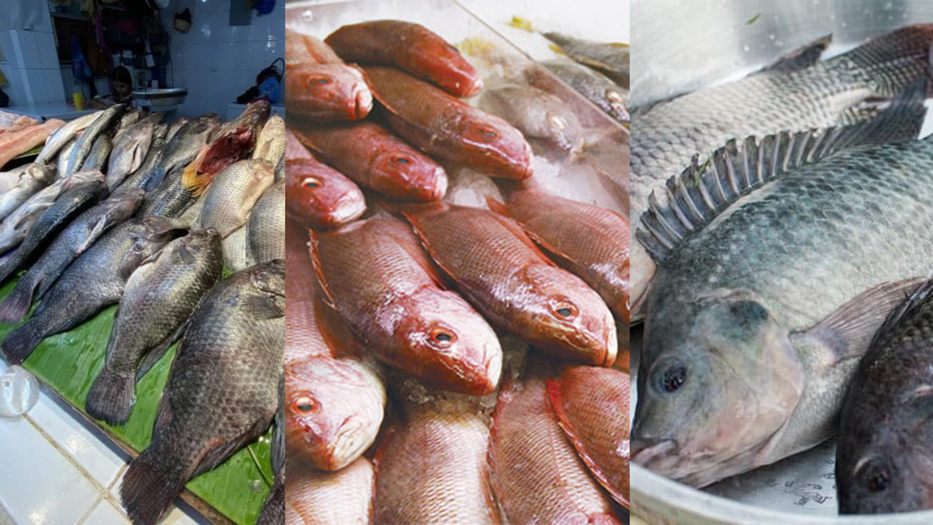 Consumidores se enfrentan a precios más altos en la compra de pescado fresco