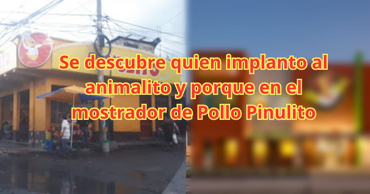 Se descubre quien implanto al animalito y porque en el mostrador de Pollo Pinulito