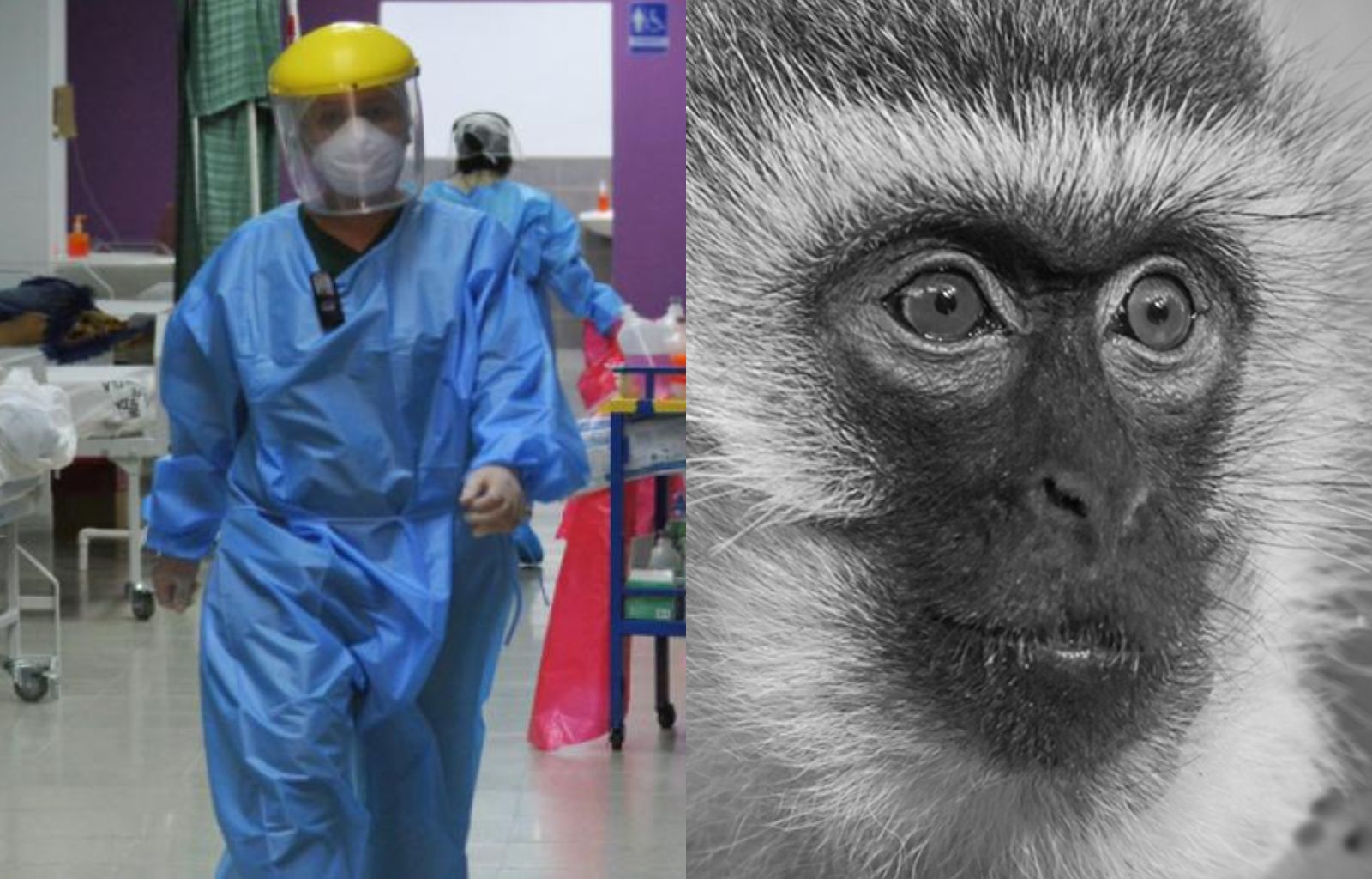 ¿Cómo se contagia Mpox o viruela del mono? Todo lo que debes saber sobre este virus