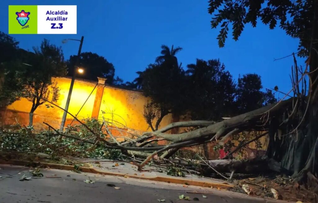 ¿Cuáles son los riesgos que presenta el árbol