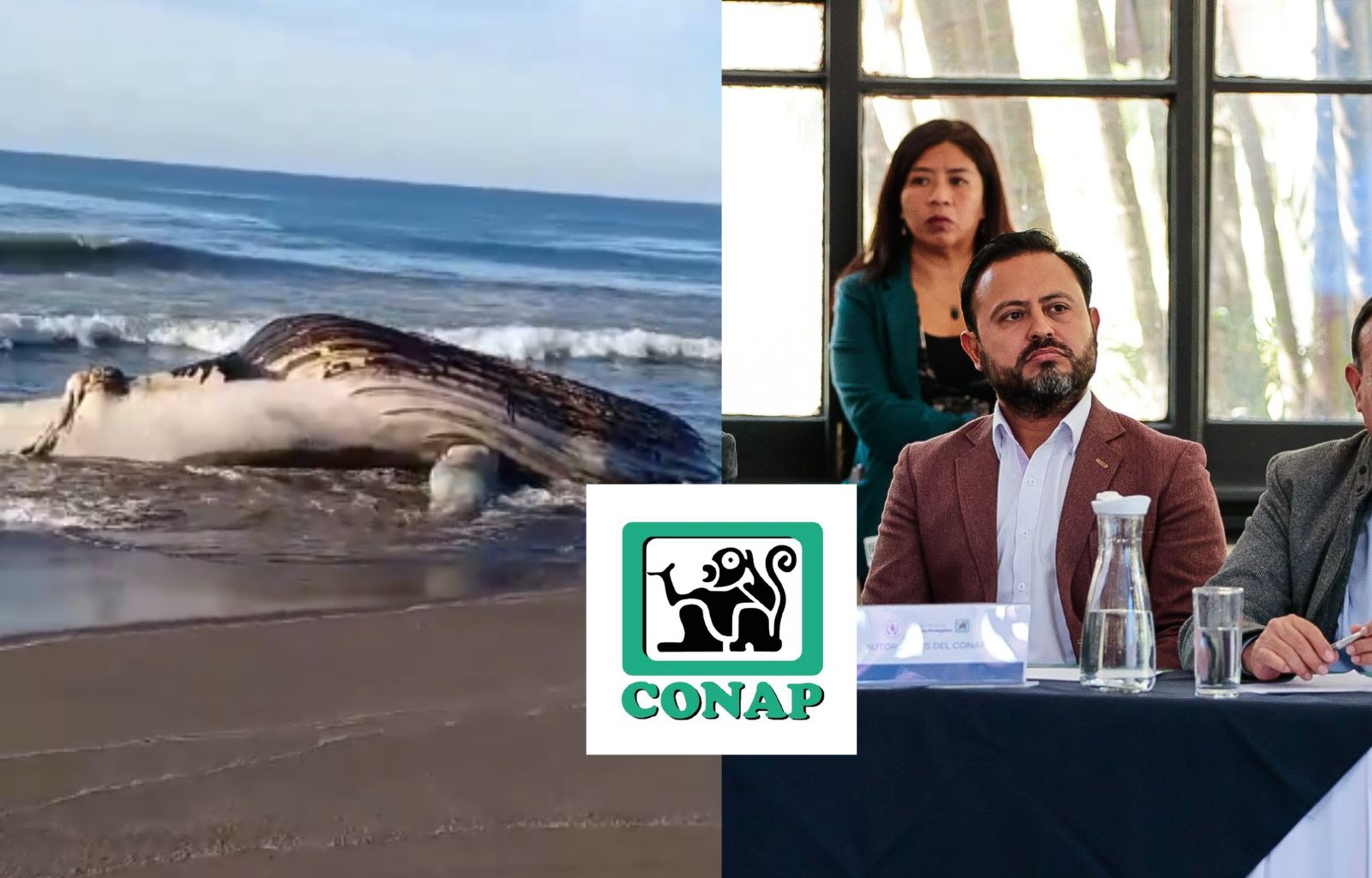 La advertencia de Conap a los Guatemaltecos por ballena en Santa Rosa