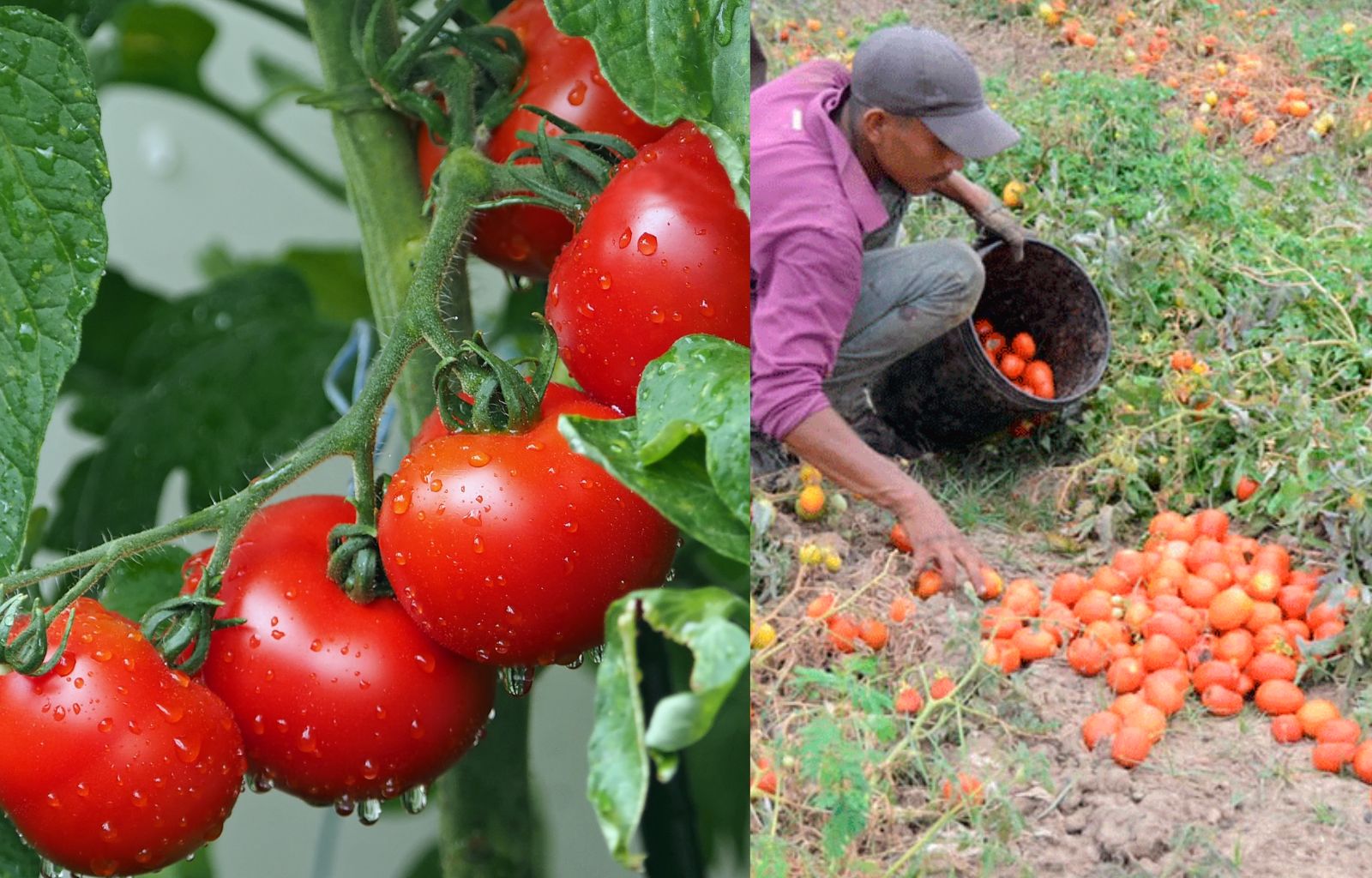 Precio del tomate hoy en Guatemala, Consulta los Costos Actualizados