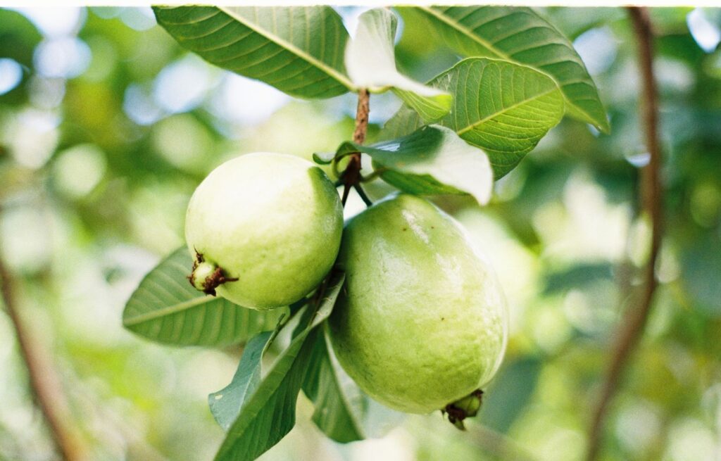 Precauciones y Contraindicaciones de la hoja de Guayaba