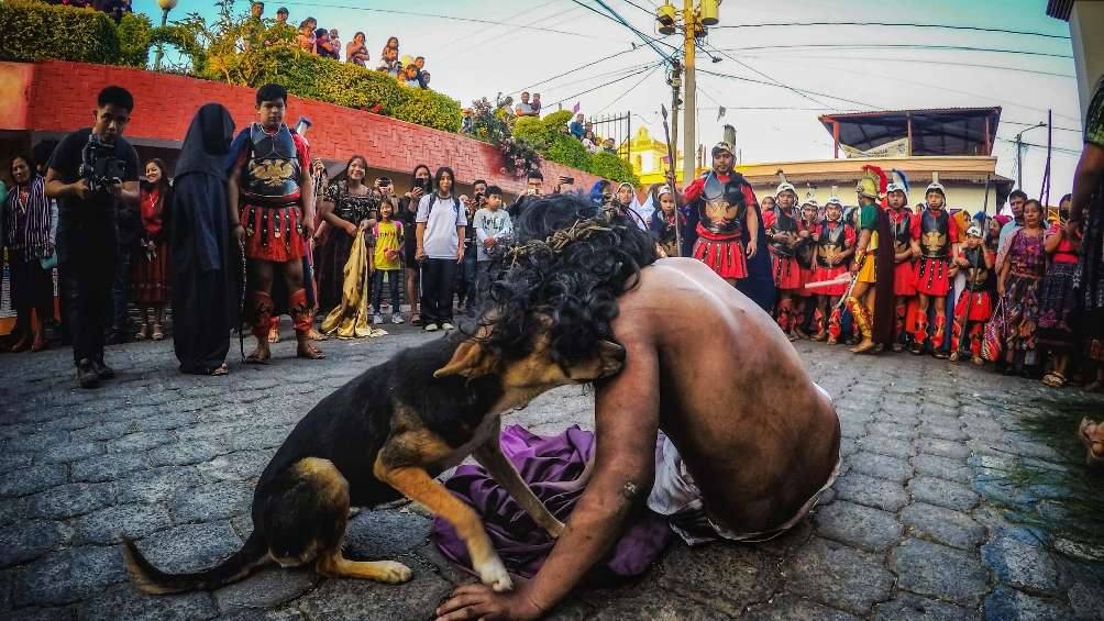 El perro procesionista un fenómeno que inspiró reflexión