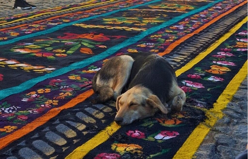 El perro que emocionó a todos la historia del fiel acompañante de Jesús de La Merced en Antigua Guatemala