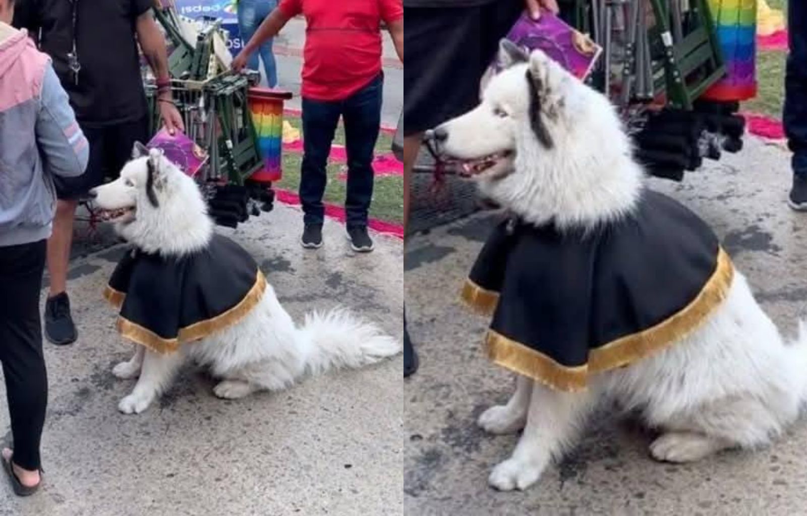 Perro "Cucurucho" se roba el corazón de los guatemaltecos durante procesión en Zona 1