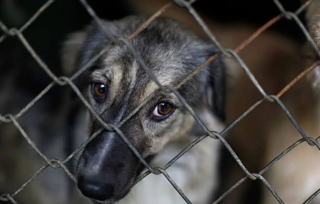 Proponen endurecer las sanciones contra el maltrato animal en Guatemala