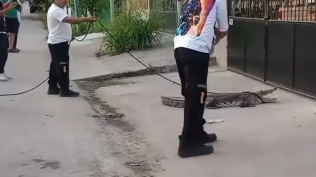 Cocodrilo sorprende a vecinos en San Benito, Petén autoridades lo rescatan y lo devuelven a su hábitat
