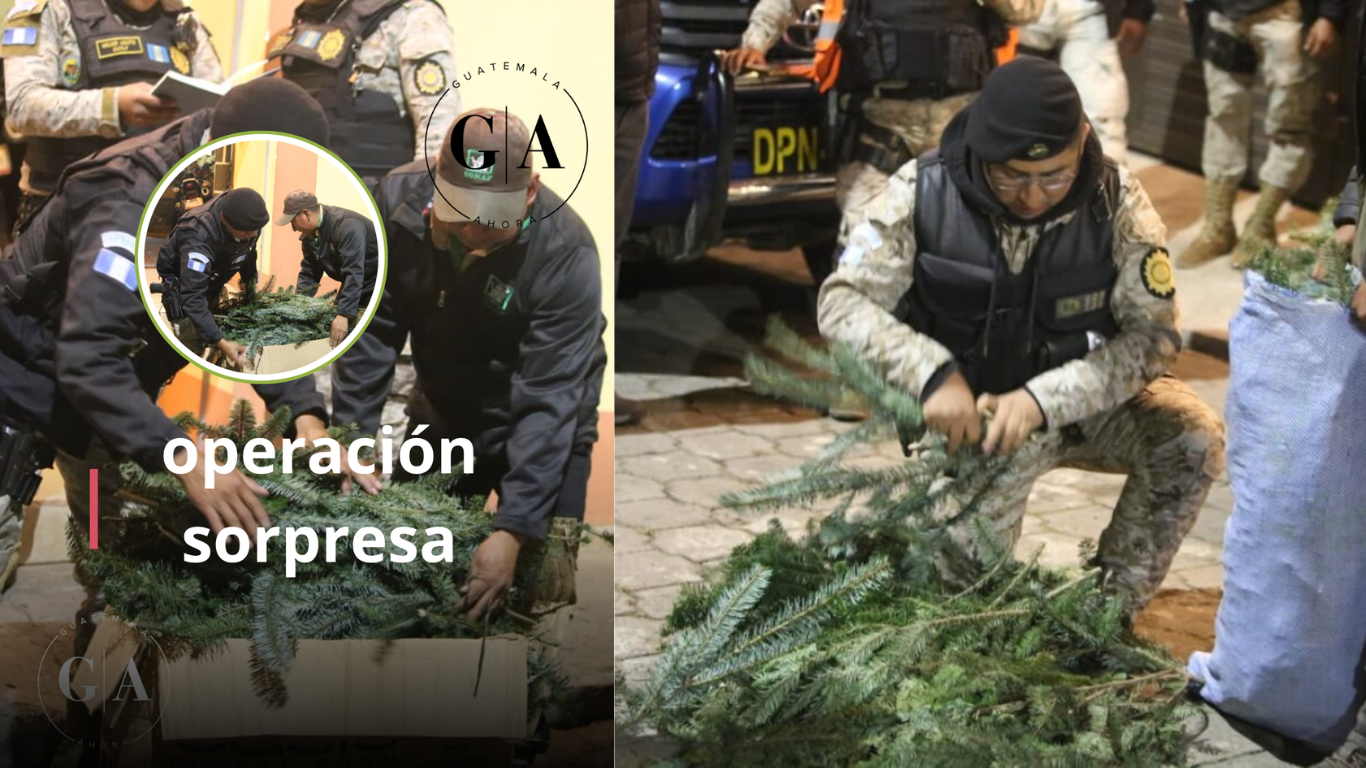 Decomisan casi cinco mil ramillas de pinabete en plena temporada navideña