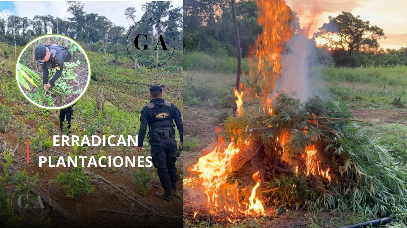 Operativo en montaña contra cultivos ilegales en El Estor, Izabal