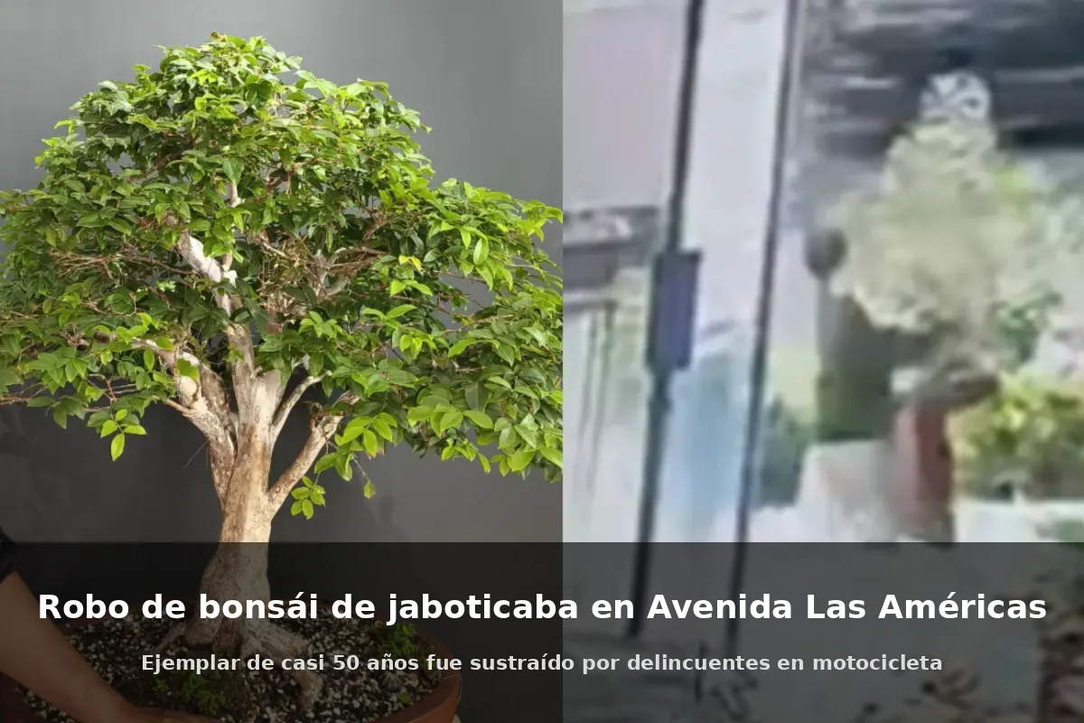 Comparación del bonsái de jaboticaba robado en Avenida Las Américas, Guatemala