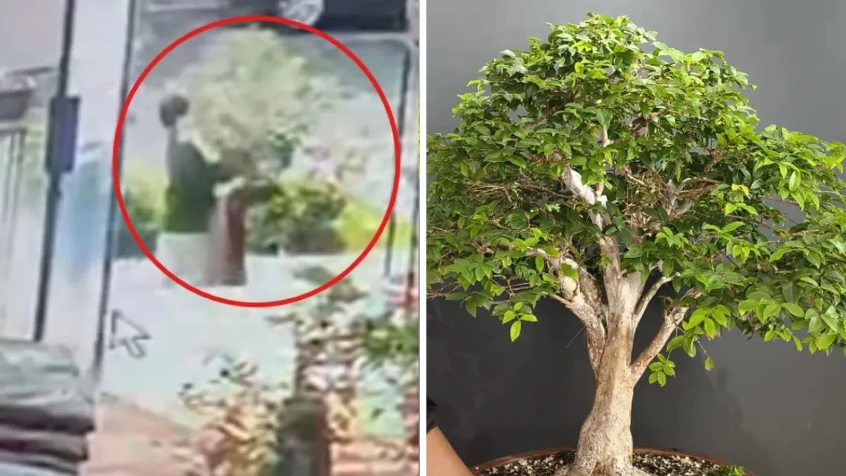 Roban bonsái de jaboticaba de casi 50 años en Avenida Las Américas y dueño pide ayuda