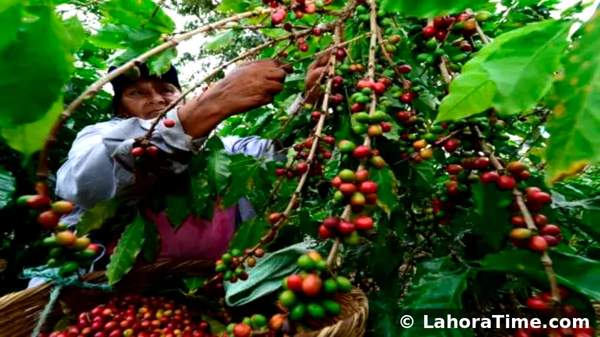 Café guatemalteco lidera exportaciones con 522 millones de dólares en 2026