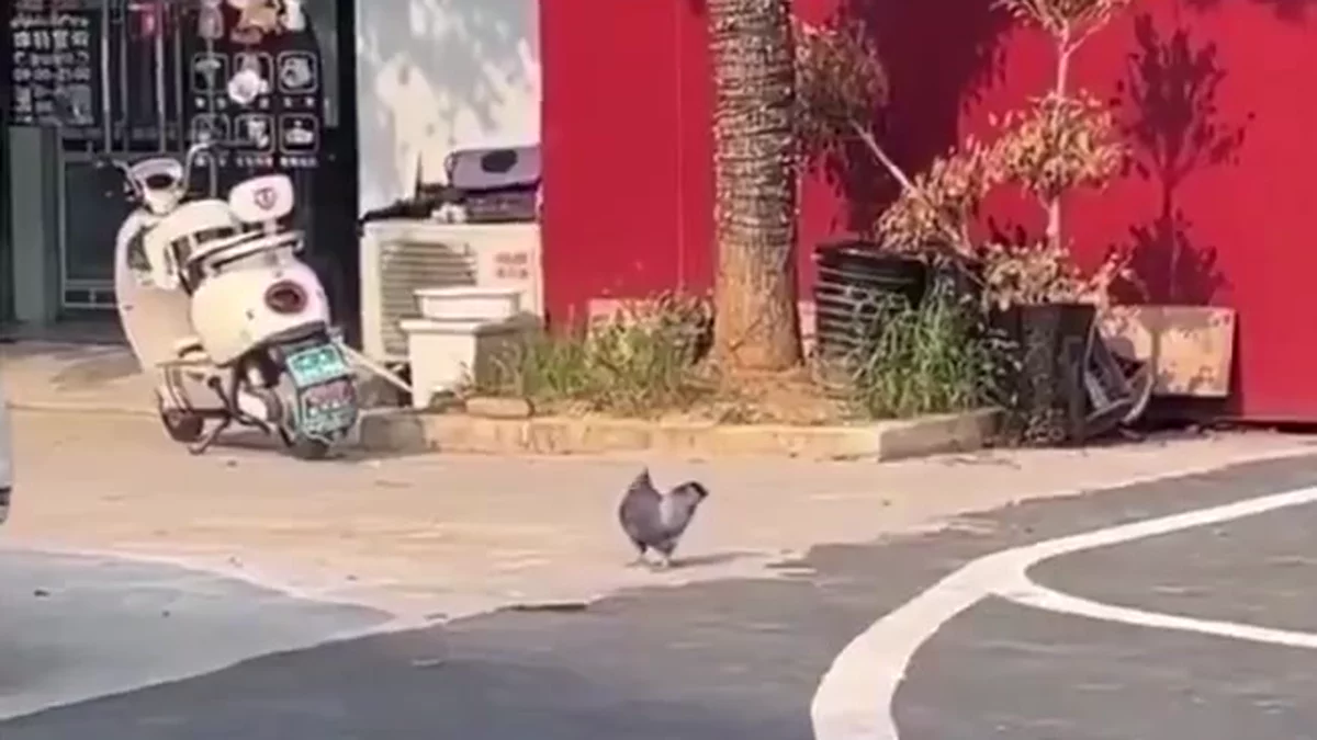 La paloma que engordó tanto que ya no puede volar: vivía en calle de restaurantes