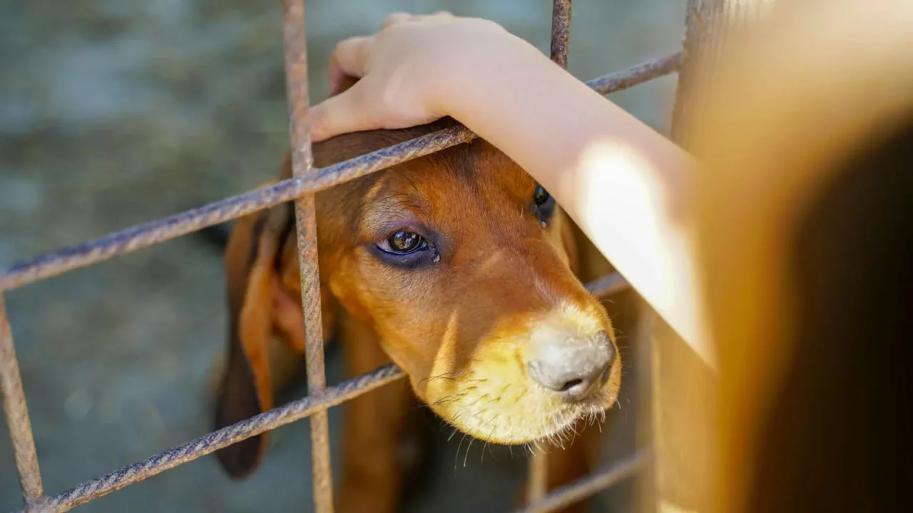 MAGA lanza el Álbum de Huellitas: 72 mascotas rescatadas buscan hogar en Guatemala